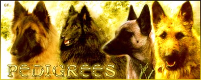 Bergers Belges Passion - Pedigrees
